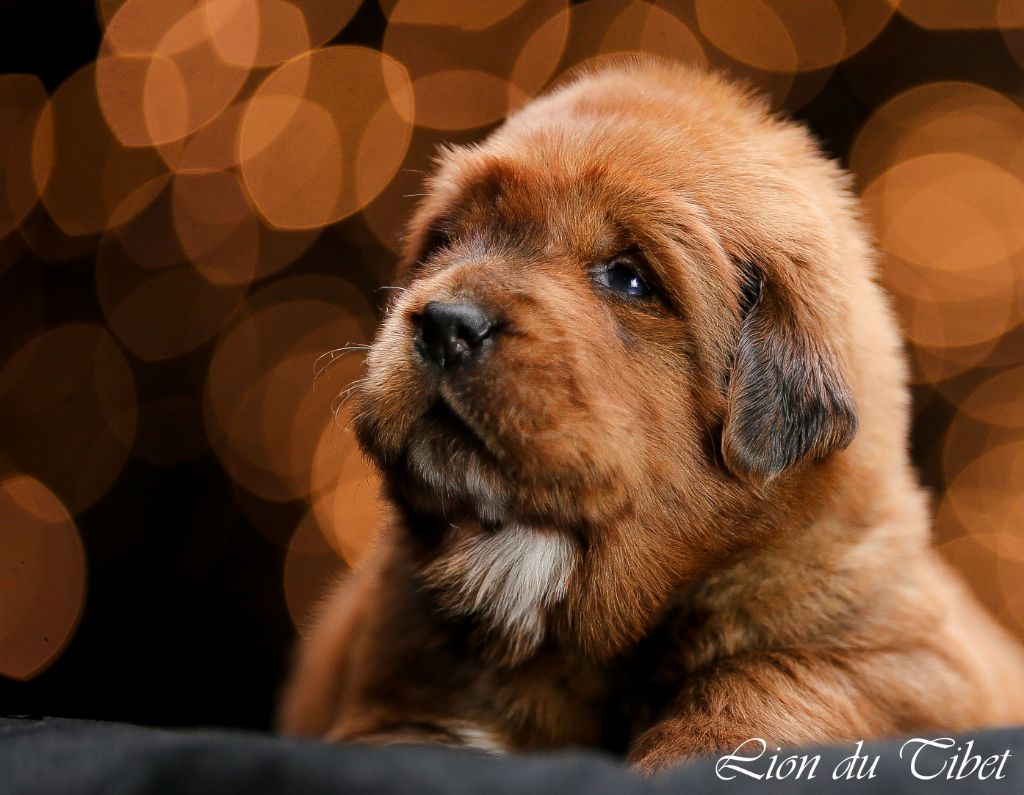 Accueil - Elevage Des Lions Du Tibet - eleveur de chiens Dogue du Tibet