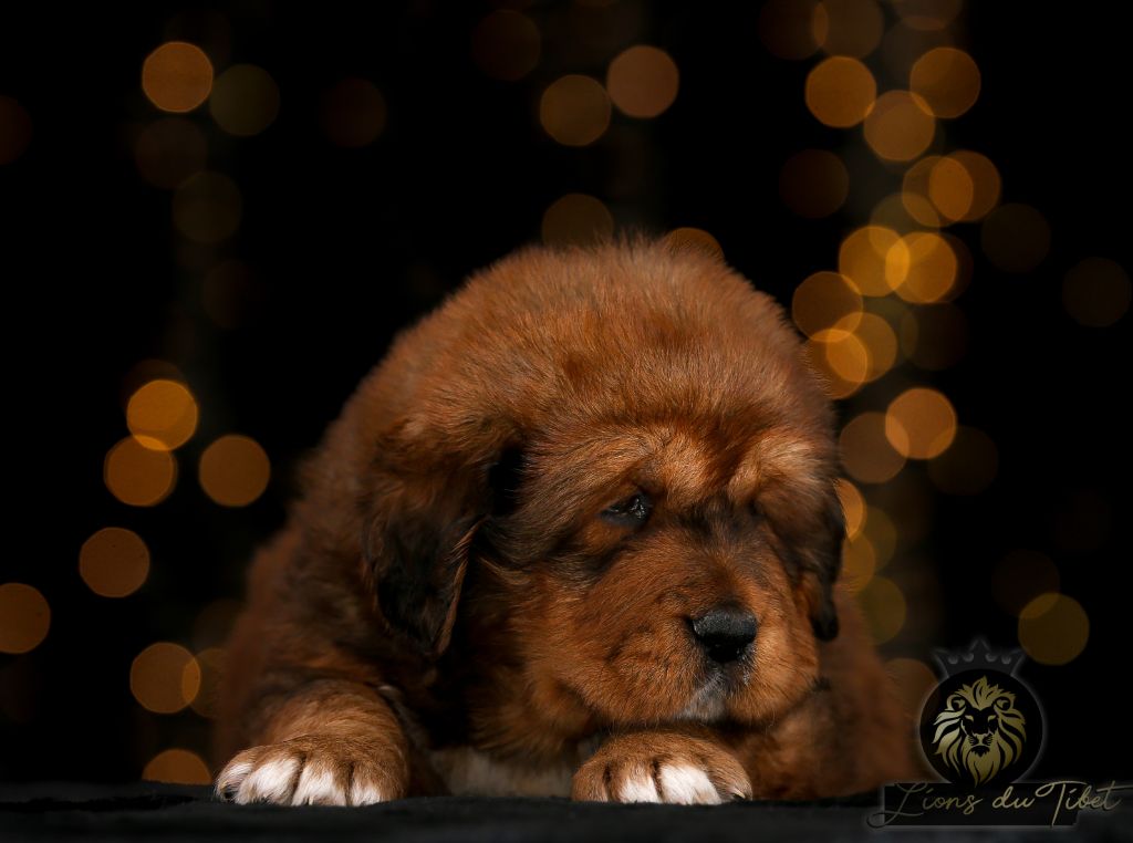 Chiot - Elevage Des Lions Du Tibet - eleveur de chiens Dogue du Tibet