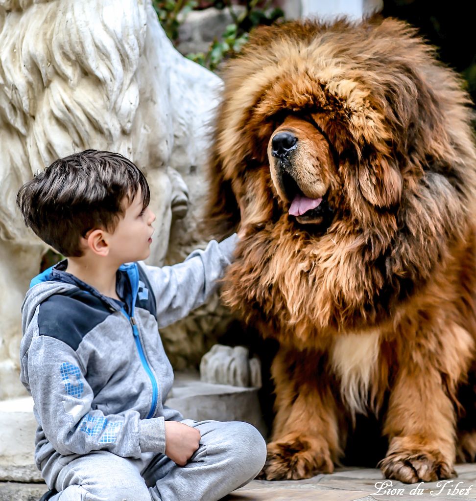 Accueil Elevage Des Lions Du Tibet Eleveur De Chiens