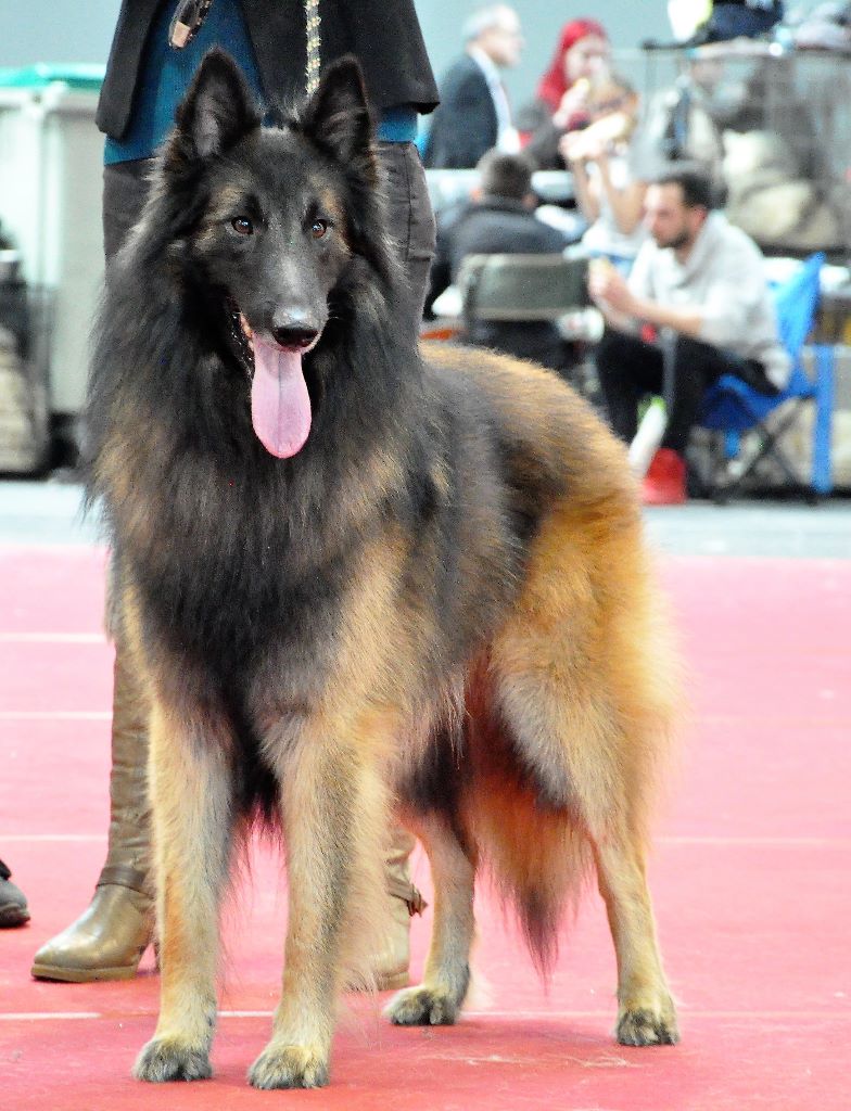 Ss. just a belieber des canis du brabant - 3ème Excellent