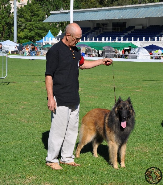 Ss. just a belieber des canis du brabant - 3ème Excellent