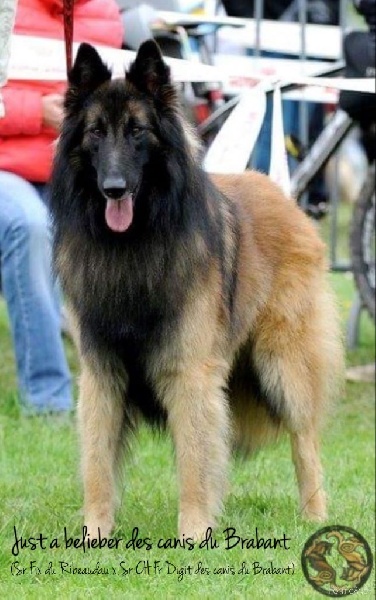 Ss. just a belieber des canis du brabant - Excellent 6/14