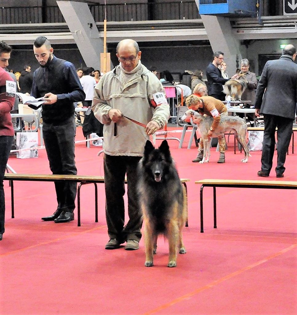 Ss. just a belieber des canis du brabant - 1er Excellent - RCACS