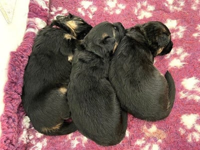 Les chiots de Berger Allemand Poil Long