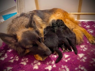 Les chiots de Berger Allemand Poil Long
