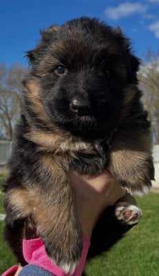 Les chiots de Berger Allemand Poil Long