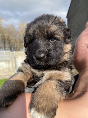 Les chiots de Berger Allemand Poil Long