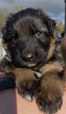Les chiots de Berger Allemand Poil Long