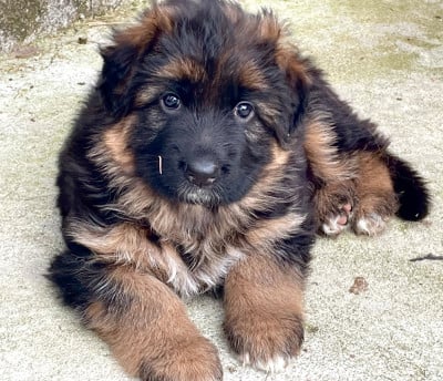 Les chiots de Berger Allemand Poil Long