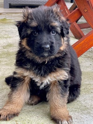 Les chiots de Berger Allemand Poil Long