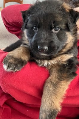 Les chiots de Berger Allemand Poil Long