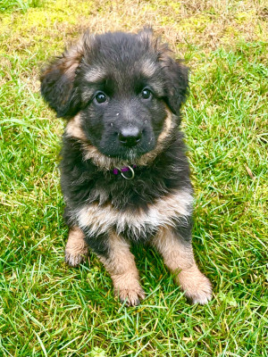 Les chiots de Berger Allemand Poil Long