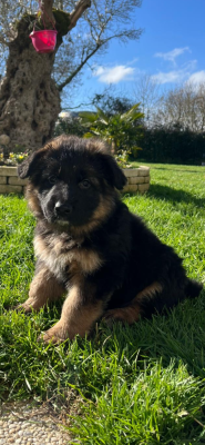Les chiots de Berger Allemand Poil Long