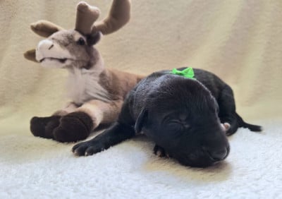 Les chiots de Levrier Irlandais
