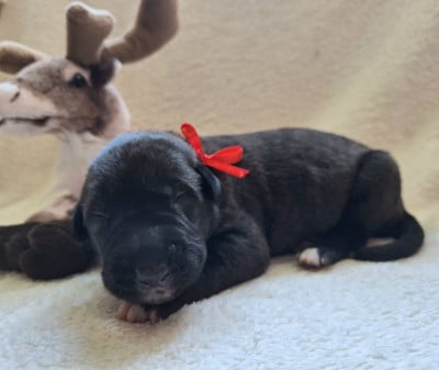 Les chiots de Levrier Irlandais