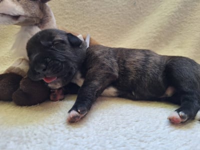 Les chiots de Levrier Irlandais