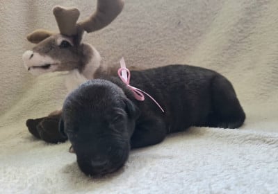 Les chiots de Levrier Irlandais