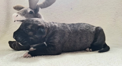 Les chiots de Levrier Irlandais