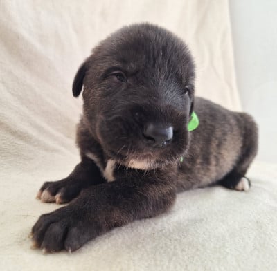 Les chiots de Levrier Irlandais