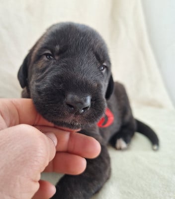 Les chiots de Levrier Irlandais