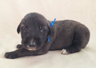 Les chiots de Levrier Irlandais