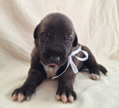 Les chiots de Levrier Irlandais