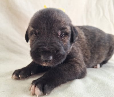 Les chiots de Levrier Irlandais