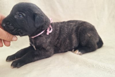Les chiots de Levrier Irlandais