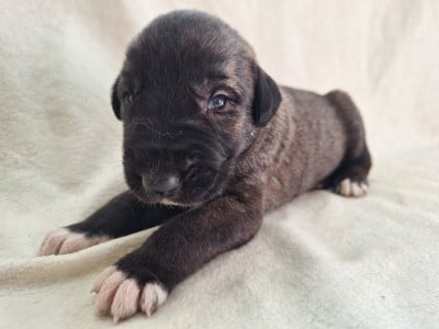 Les chiots de Levrier Irlandais