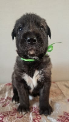 Les chiots de Levrier Irlandais