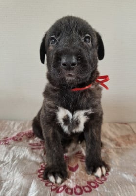 Les chiots de Levrier Irlandais