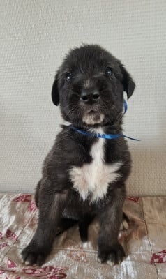 Les chiots de Levrier Irlandais