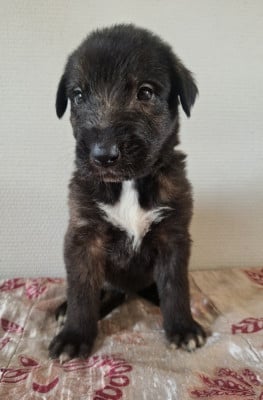 Les chiots de Levrier Irlandais