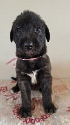 Les chiots de Levrier Irlandais
