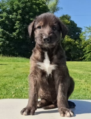 Les chiots de Levrier Irlandais