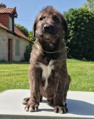 Les chiots de Levrier Irlandais