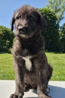 Les chiots de Levrier Irlandais