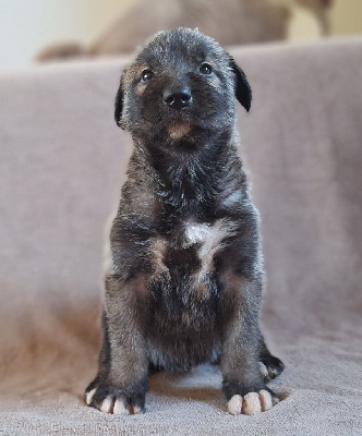 Les chiots de Levrier Irlandais
