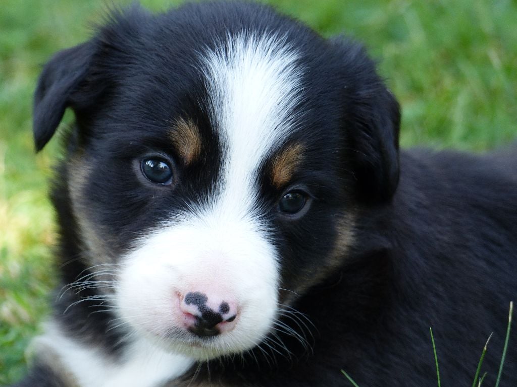 Chiot - Elevage Des Elflines De Gaelic - eleveur de chiens Chiot - Elevage Des Elflines De Gaelic - eleveur de chiens