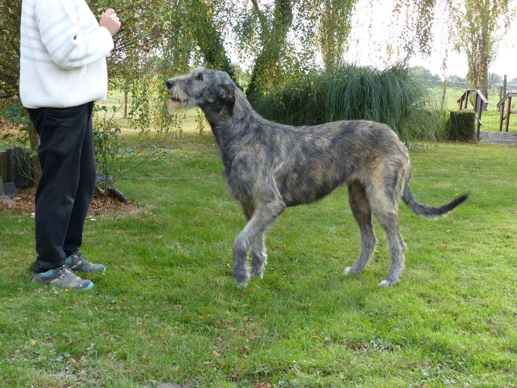 race de chien irish wolfhound
