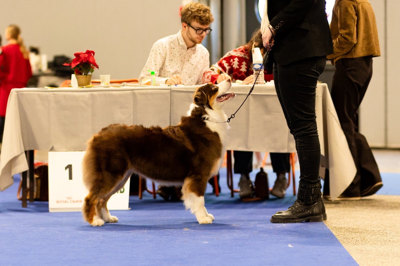 Publication : Des Défenses D'Ivoire Auteur : Natálie KrálÃÄ ková
