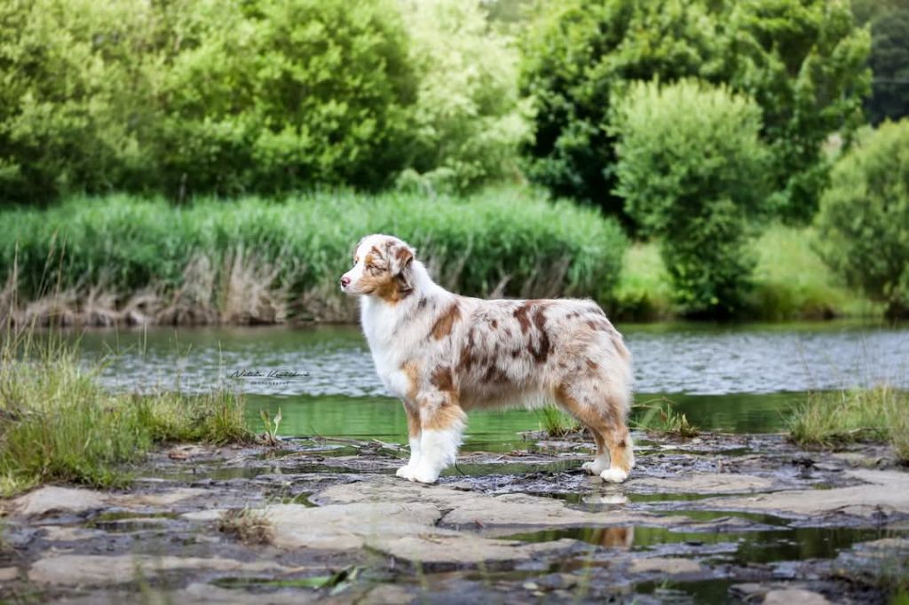 Publication : Des Défenses D'Ivoire