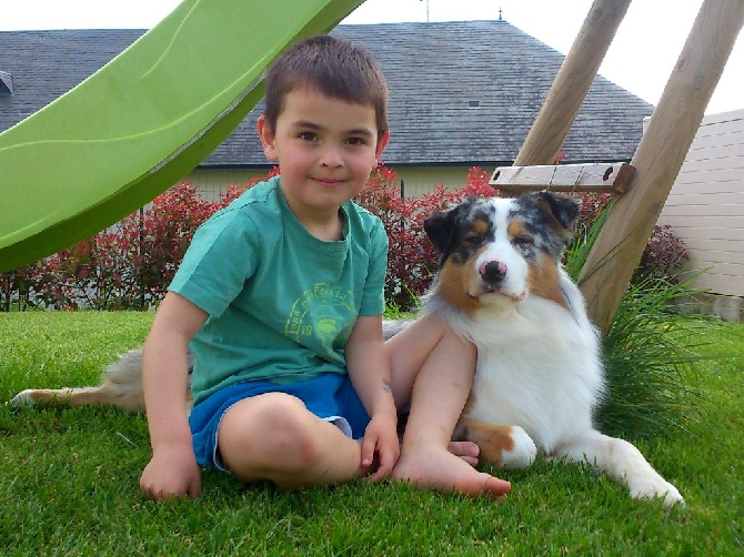 Shih Tzu Infos Conseils De Lexpert Sur Cette Race De Chien