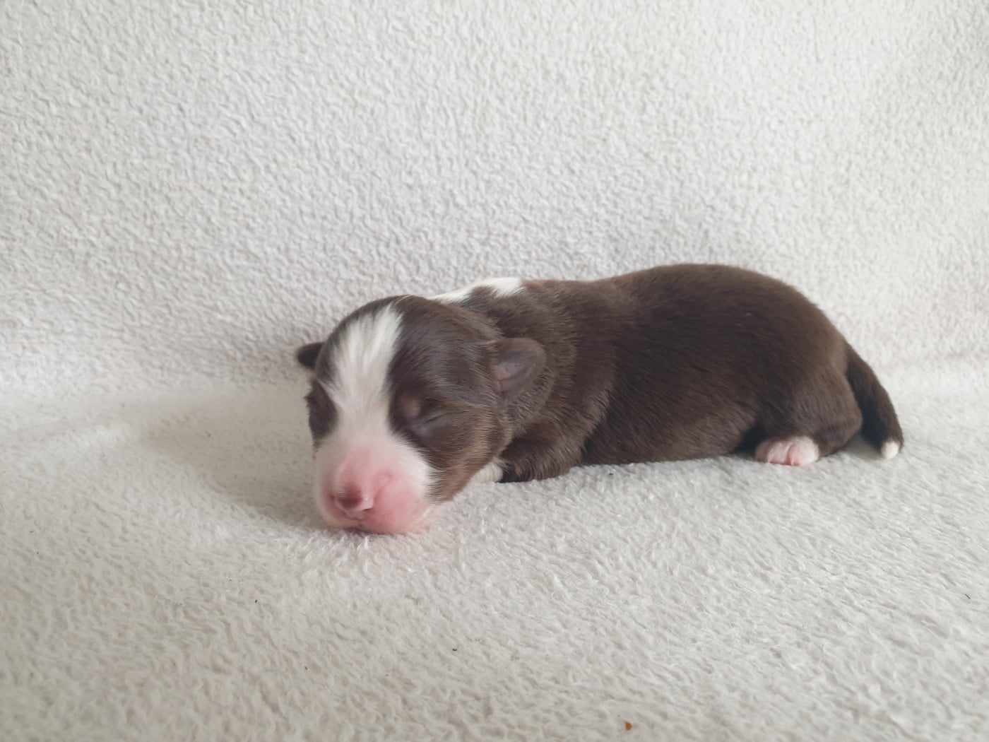Chiot N°1 - Berger Américain Miniature 