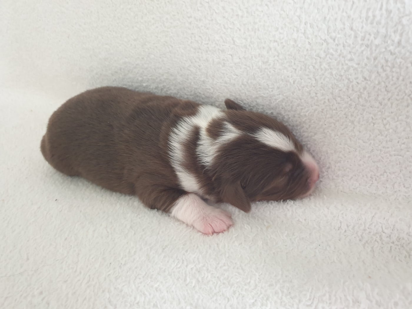 Chiot N°2 - Berger Américain Miniature 