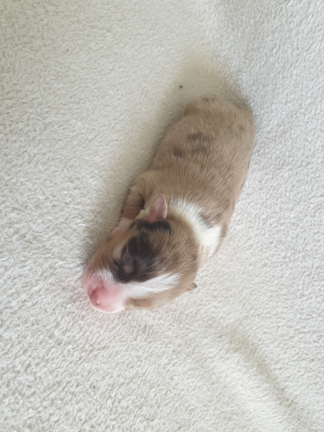 Chiot N°3 - Berger Américain Miniature 