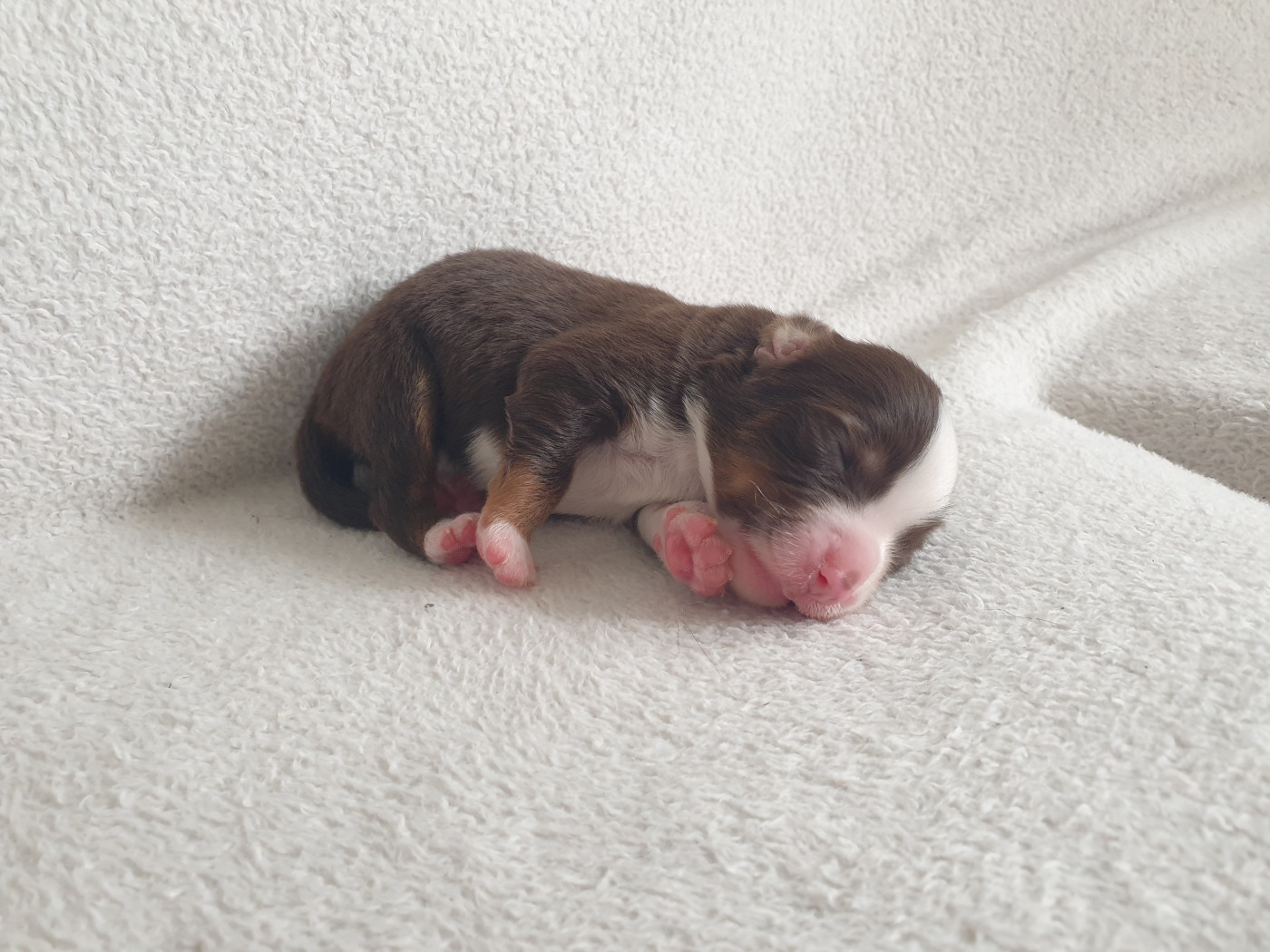 Chiot N°5 - Berger Américain Miniature 