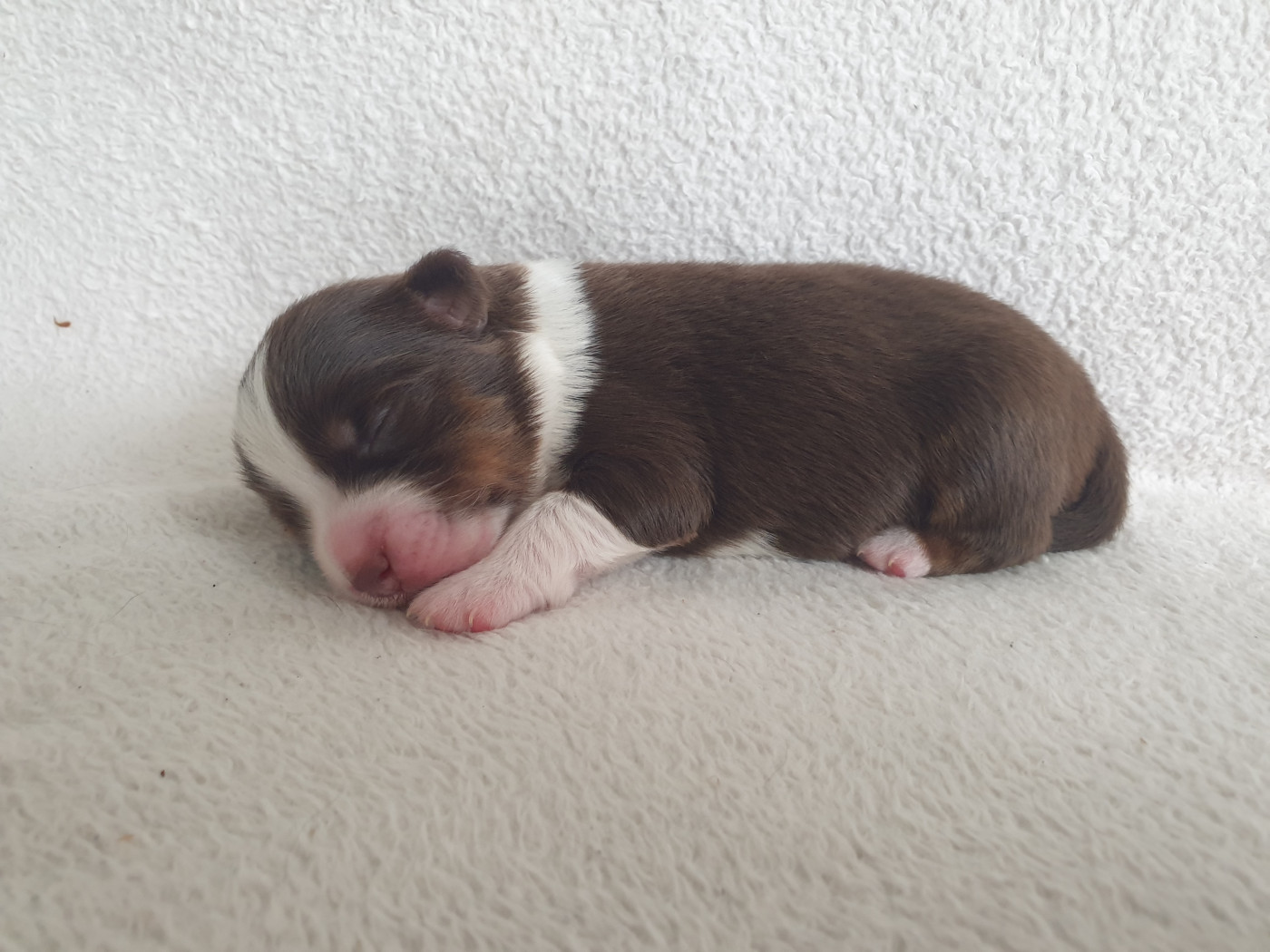 Chiot N°6 - Berger Américain Miniature 