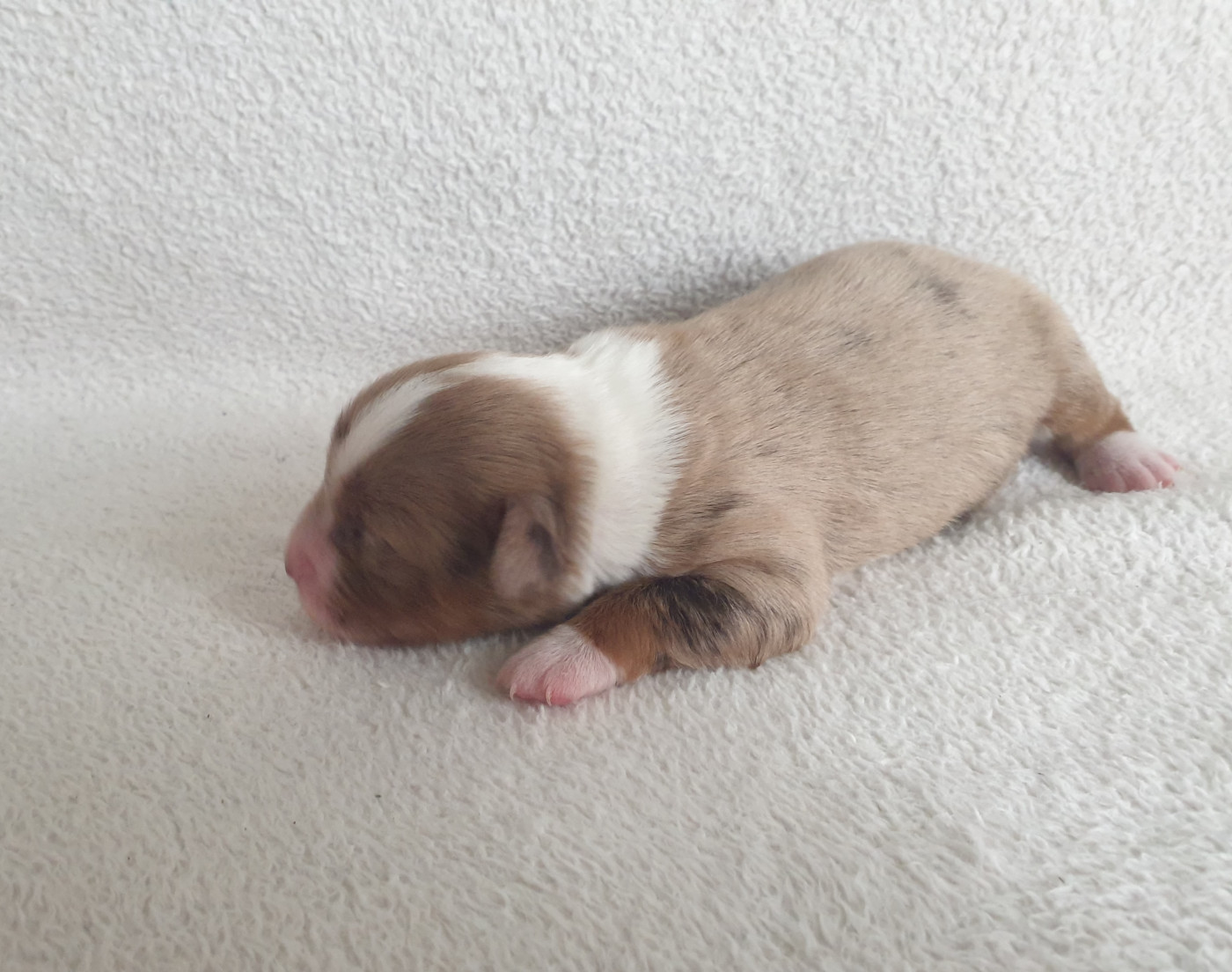 Chiot N°7 - Berger Américain Miniature 