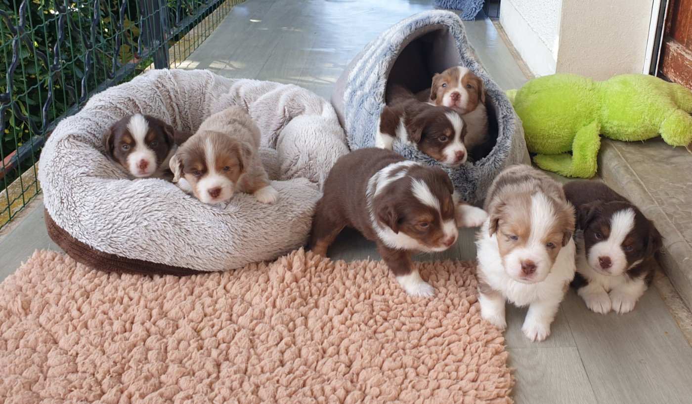 Chiot N°7